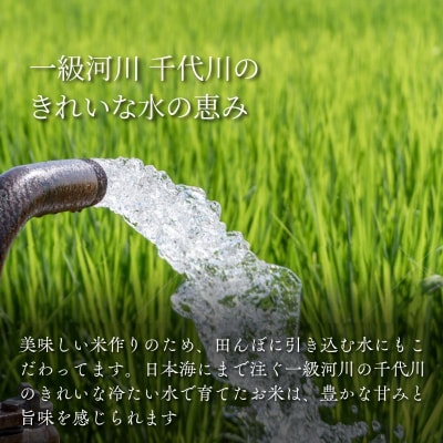 因幡の白兎米 コシヒカリ 令和7年産 精米済 20kg(5kg×4袋)