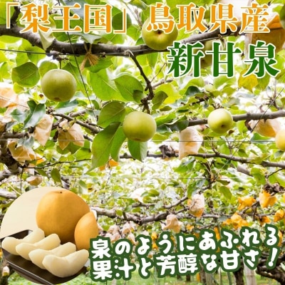 【2027年発送分先行受付】新甘泉(赤秀) 3kg【Y's Farm Tottori】