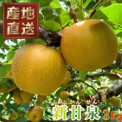 八頭町産　梨「新甘泉」3kg