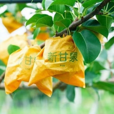 八頭町産　梨「新甘泉」3kg