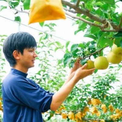 八頭町産　梨「新甘泉」3kg
