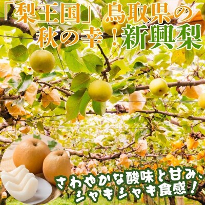 新興梨(赤秀) 3kg【Y's Farm Tottori】