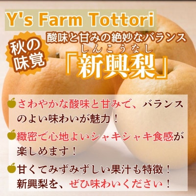 新興梨(家庭用) 3kg【Y's Farm Tottori】