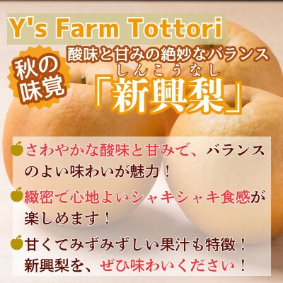 新興梨(家庭用) 3kg【期間・数量限定】【Y's Farm Tottori】