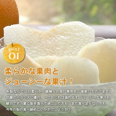 新興梨　家庭用 5kg