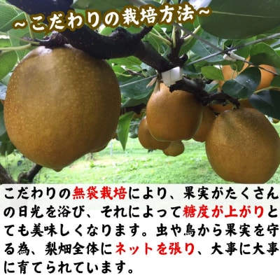 【訳あり】王秋梨　5kg(4kg+1kg!)【2026年1月以降順次発送】