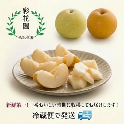 【2027年発送分先行受付】新甘泉(赤秀) 2.5kg【彩花園】
