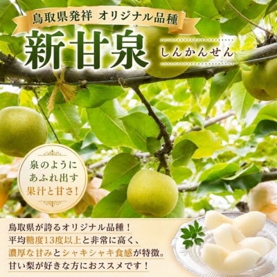 【2027年発送分先行受付】新甘泉(赤秀) 2.5kg【彩花園】