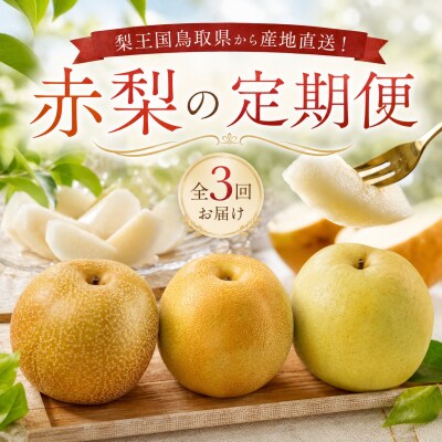 【梨王国鳥取県産!】赤梨の定期便《2026年 計3回お届け》鳥取県 八頭町