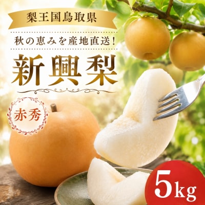 新興梨(赤秀)5kg《冬支度前の旬な贈り物》鳥取県 八頭町