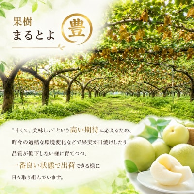 新甘泉(赤秀) 2.5kg【鳥取限定の希少な品種!】