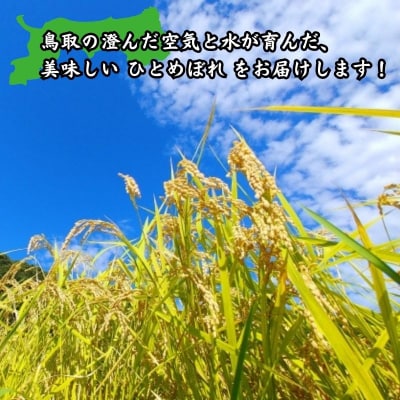 鳥取県産「ひとめぼれ」精白米15kg(令和8年産)