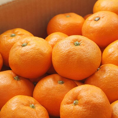 有田みかん【秀品5kg】サイズおまかせ/紀州有田産温州みかん(11月下旬～12月中旬発送)