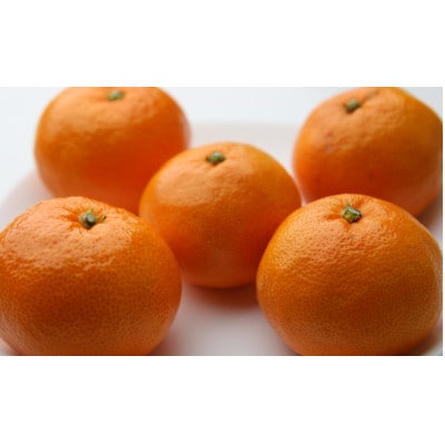 有田みかん　しにせの味(2.5kg)