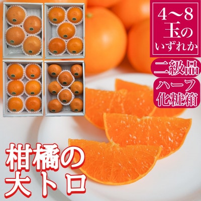 ハーフ化粧箱　傷あり『柑橘の大トロ』ハウスせとか4～8玉入　和歌山県有田川町産