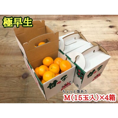 【南泰園の極早生・有田みかん】『傷あり』M15玉入×4箱　和歌山県有田川町産