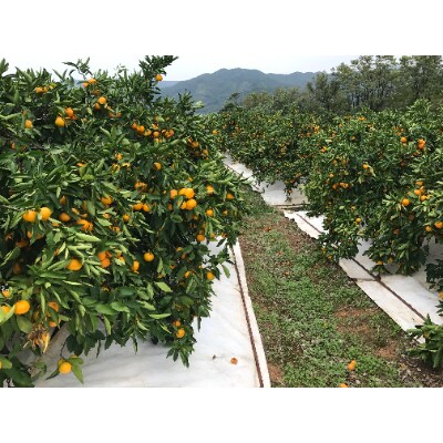 【南泰園の極早生・有田みかん】『傷あり』M15玉入×4箱　和歌山県有田川町産