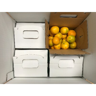 【南泰園の極早生・有田みかん】『傷あり』M15玉入×4箱　和歌山県有田川町産