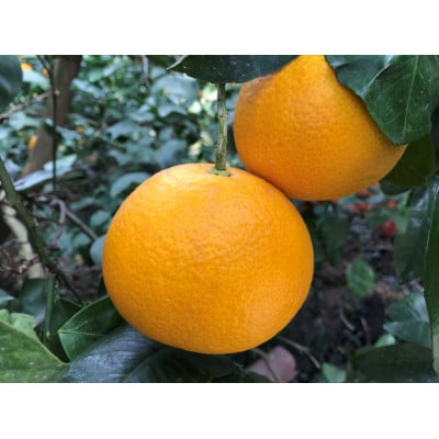 有田はっさく　紅白　食べくらべ　化粧箱