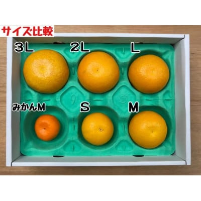 有田はっさく　紅白　食べくらべ　化粧箱
