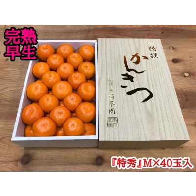 年内発送 完熟早生 有田みかん 化粧箱 特秀 M サイズ 40玉入 和歌山県 有田川町 産