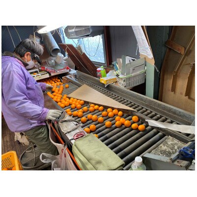 年内発送 完熟早生 有田みかん 化粧箱 特秀 S サイズ 45玉入 和歌山県 有田川町 産