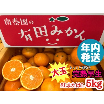 年内発送 ちょっと傷あり 完熟早生 有田みかん 大玉2LまたはL 和歌山県 有田川町 産