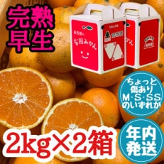 年内発送 ちょっと傷あり 完熟早生 有田みかん M～SS 2kg &times; 2箱 和歌山県 有田川町 産