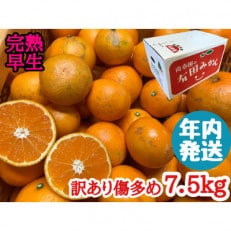 年内発送 訳あり傷多め 完熟早生 有田みかん L～SS 7.5kg 家庭用 和歌山県 有田川町 産