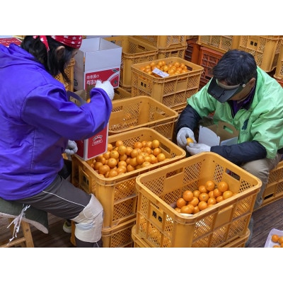 年内発送 完熟早生 有田みかん 小玉ちゃん/等級混合 2.2kg × 2箱 和歌山県 有田川町 産