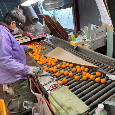 年内発送 ちょっと傷あり 完熟早生 有田みかん M～SS 3kg 和歌山県 有田川町産