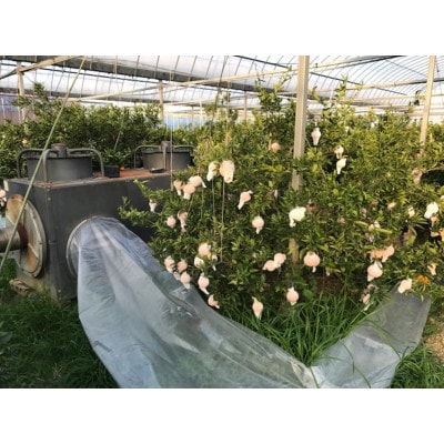 【甘っ子】小玉せとか9玉入/手さげ箱×4箱　和歌山県有田川町産