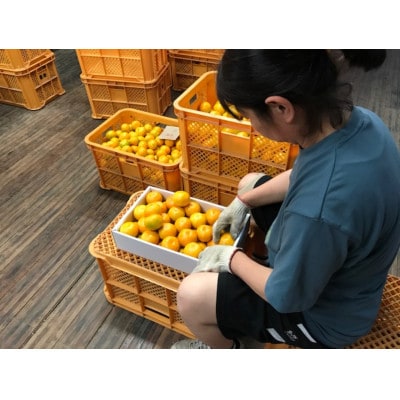【南泰園の極早生・有田みかん】『特秀』M～SSサイズ約2kg/化粧小箱　和歌山県有田川町産
