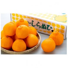 【厳選手選別】　たなか農園　有田のしらぬひ　約3kg(9玉～14玉)