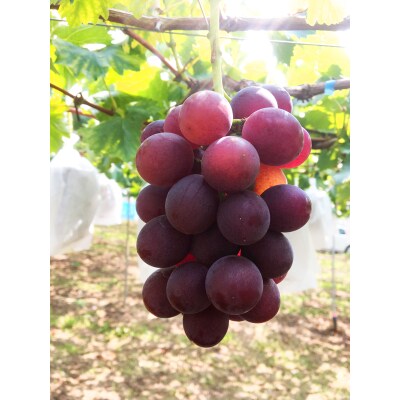 紀州有田産の巨峰ぶどう約3kg
