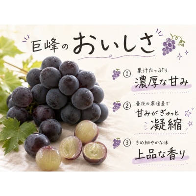 紀州有田産の巨峰ぶどう約3kg