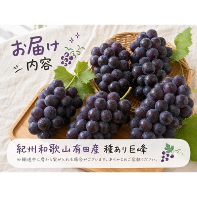 紀州有田産の巨峰ぶどう約3kg