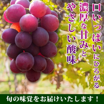 紀州有田産の巨峰ぶどう約2kg