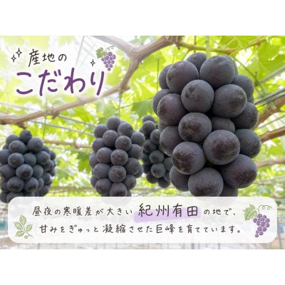 【ご家庭用】紀州有田産の巨峰ぶどう約2kg