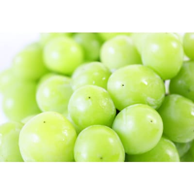 紀州有田産シャインマスカット 約1.2kg