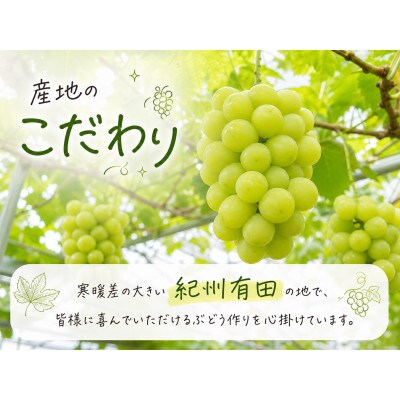紀州有田産シャインマスカット　約2kg