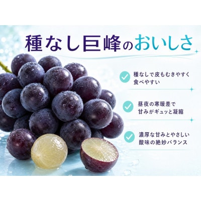 紀州有田産の種なし巨峰ぶどう約2kg