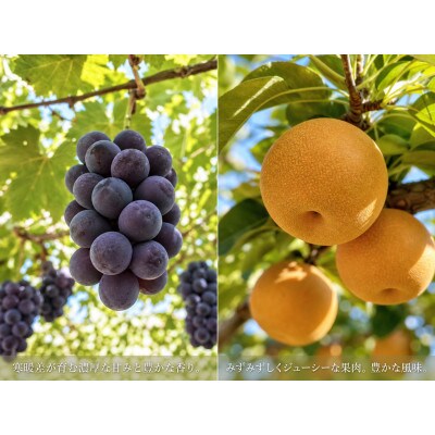 紀州有田産の種なし巨峰と梨セット　計約2kg