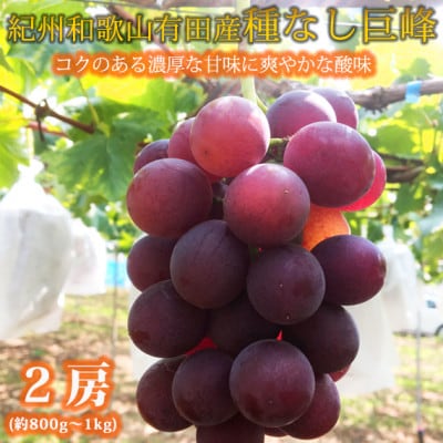 紀州有田産の種なし巨峰ぶどう2房(約800g～1kg)