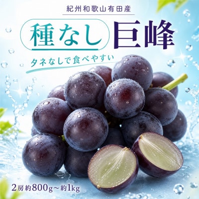 紀州有田産の種なし巨峰ぶどう2房(約800g～1kg)