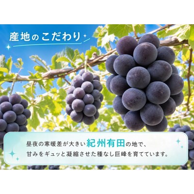 紀州有田産の種なし巨峰ぶどう2房(約800g～1kg)
