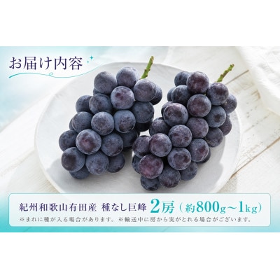 紀州有田産の種なし巨峰ぶどう2房(約800g～1kg)