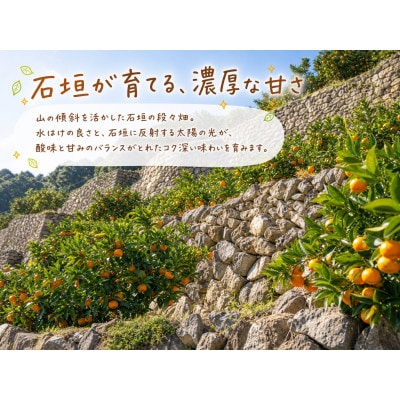 【2026年11月下旬より発送】有田の小粒みかん5kg　(S～3Sサイズ混合)