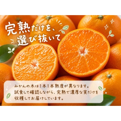 【2026年11月下旬より発送】有田の小粒みかん5kg　(S～3Sサイズ混合)