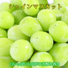 【発送月固定定期便】紀州和歌山産旬の果物セット(不知火・清見・シャイン)全3回